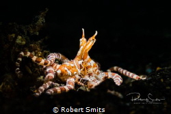 Did you know that the Wunderpus Photogenicus has a look-a... by Robert Smits 